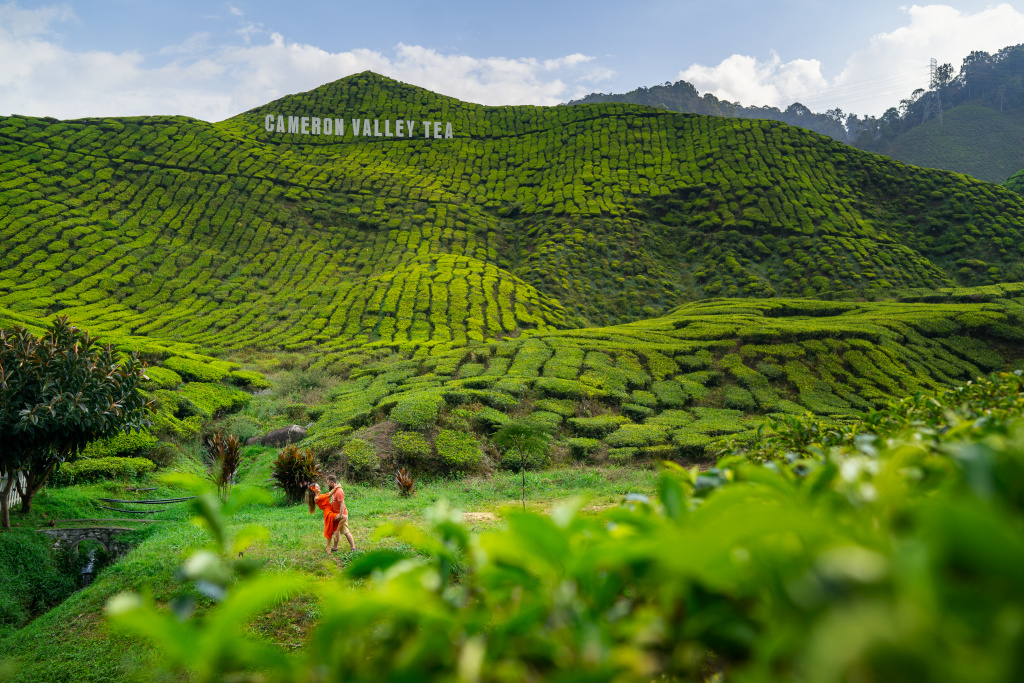 Tea plantations lovestory, Malaysia, Anatolii Seregin photographer, #26556