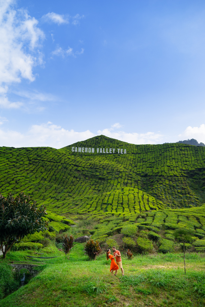 Tea plantations lovestory, Malaysia, Anatolii Seregin photographer, #26555