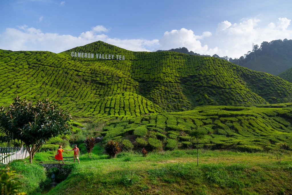 Tea plantations lovestory, Malaysia, Anatolii Seregin photographer, #26554