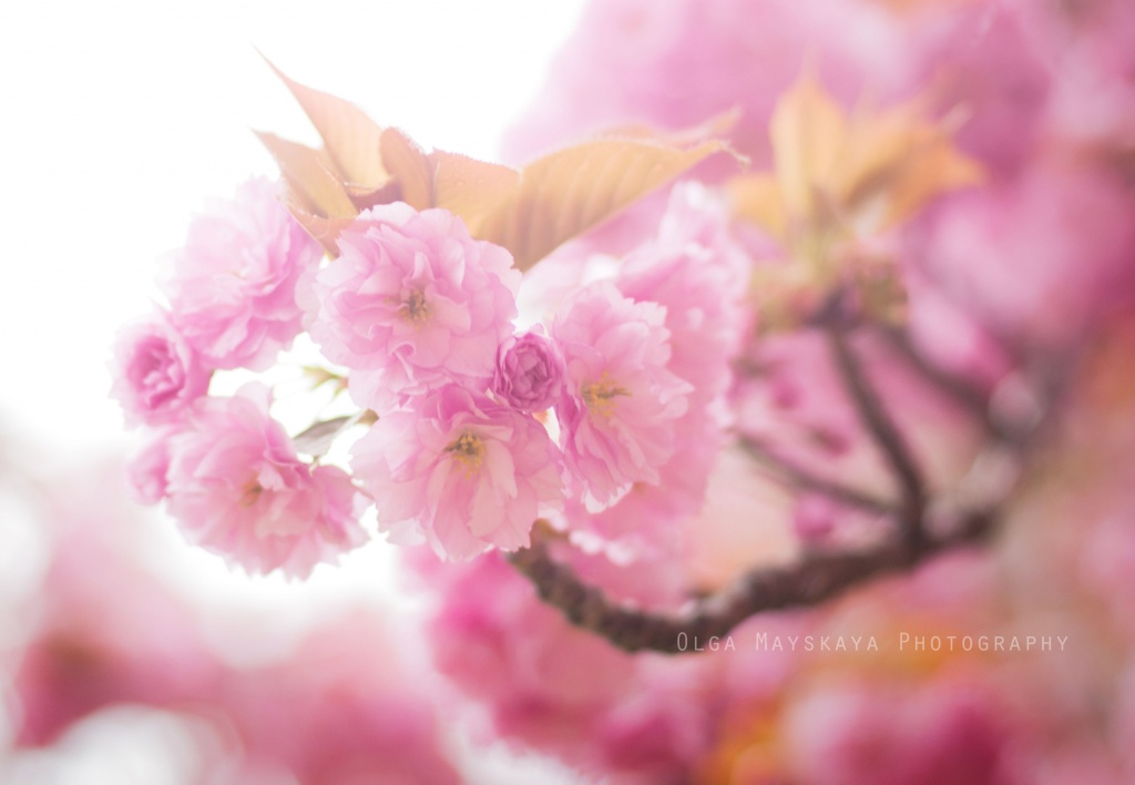 Pink april, France, Olga Mayskaya photographer, #498