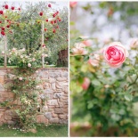 Romantic wedding with a symbolic ceremony in Lucca, through the olives of the Tuscan countryside