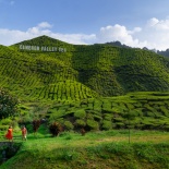 Tea plantations lovestory in Malaysia