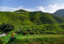 Tea plantations lovestory in Malaysia