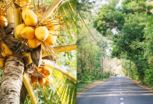 Wedding in Mauritius